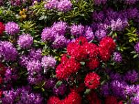 Rot und pinkfarbener Rhododendron Busch